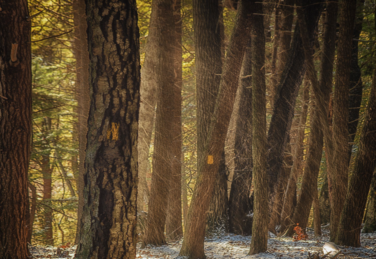 hemlock-wood-infrared-sauna