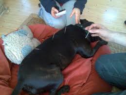 Dog receiving acupuncture treatment for arthritis Dog receiving acupuncture treatment for arthritis