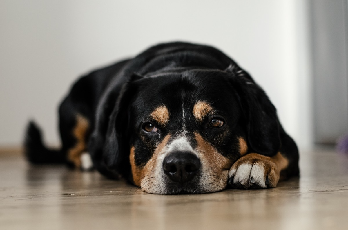Elderly Greater Swiss Mountain Dog with arthritis lying on the floor Elderly Greater Swiss Mountain Dog with arthritis lying on the floor
