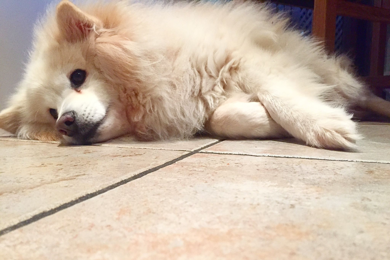 Dog with arthritis lying on the floor resting Dog with arthritis lying on the floor resting