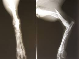 X-ray image of dog with bone fracture X-ray image of dog with bone fracture