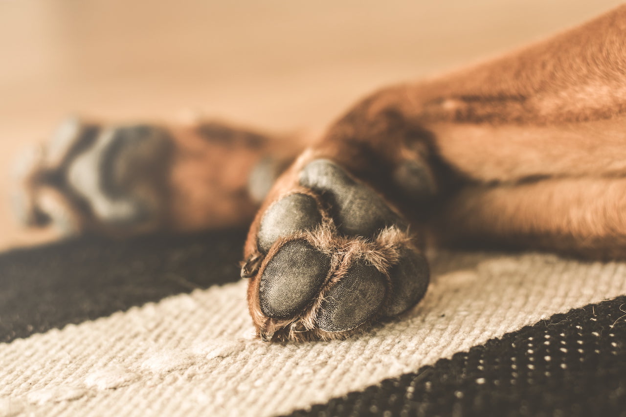 Paw of dog with arthritis Paw of dog with arthritis