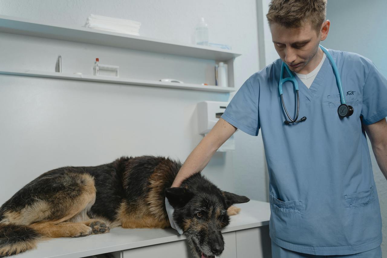 Elderly Old German Shepherd with arthritis lying on the vet’s examination table Elderly Old German Shepherd with arthritis lying on the vet’s examination table