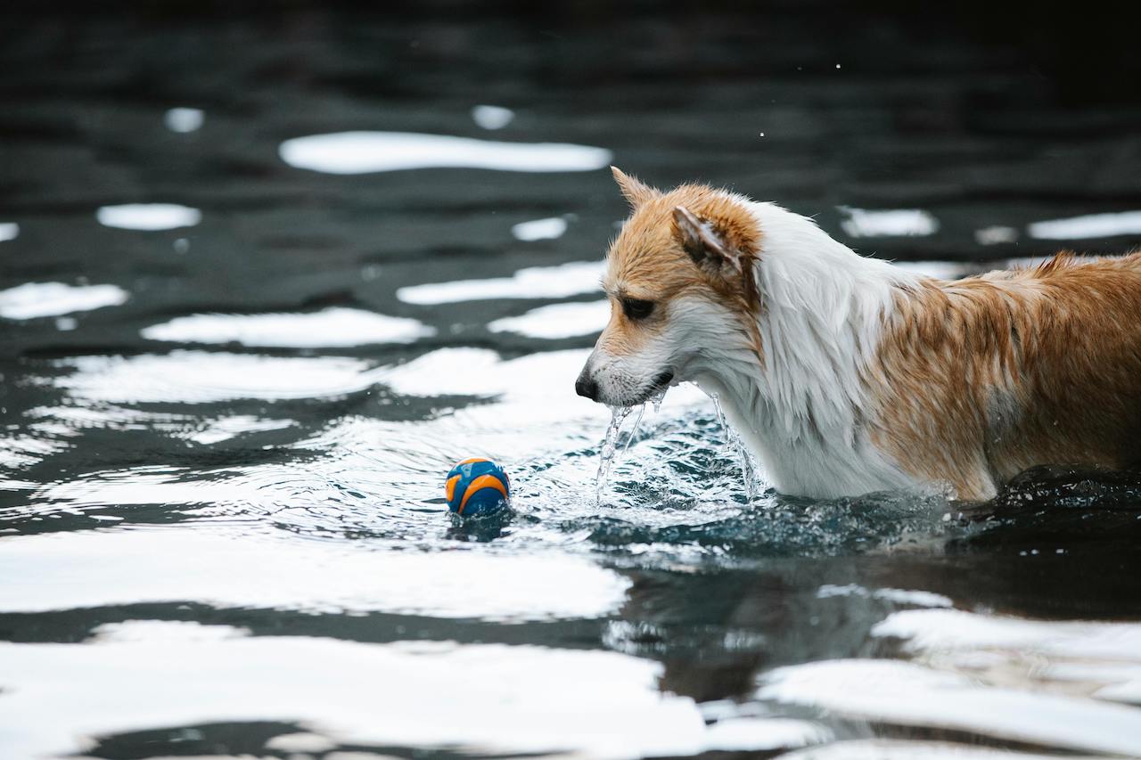 Welsh Corgi Pembroke with arthritis playing outside in the water Welsh Corgi Pembroke with arthritis playing outside in the water