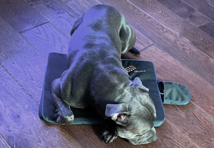 big dog sleeping on a small PetsPEMF pad big dog sleeping on a small PetsPEMF pad