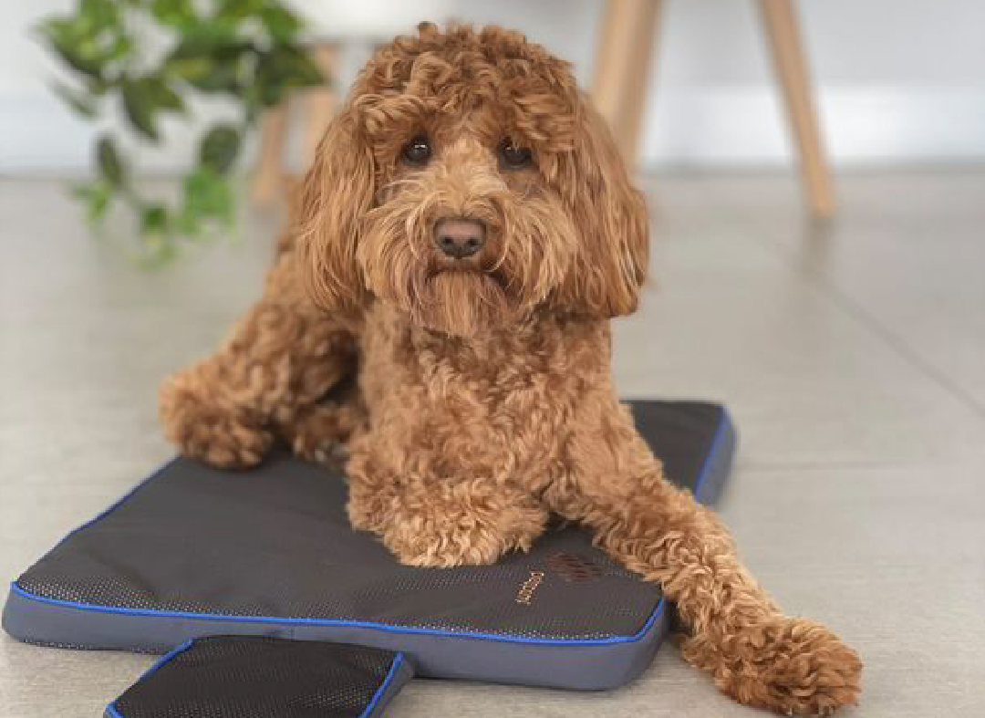 Poodle lying on a small PetsPEMF pad Poodle lying on a small PetsPEMF pad