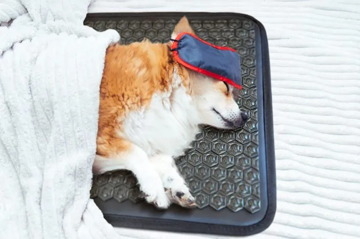 Welsh Corgi Pembroke sleeping with sleep mask on PEMF therapy pad Welsh Corgi Pembroke sleeping with sleep mask on PEMF therapy pad