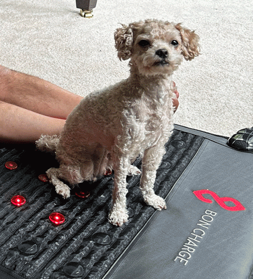 dogs love bon charge pemf mat