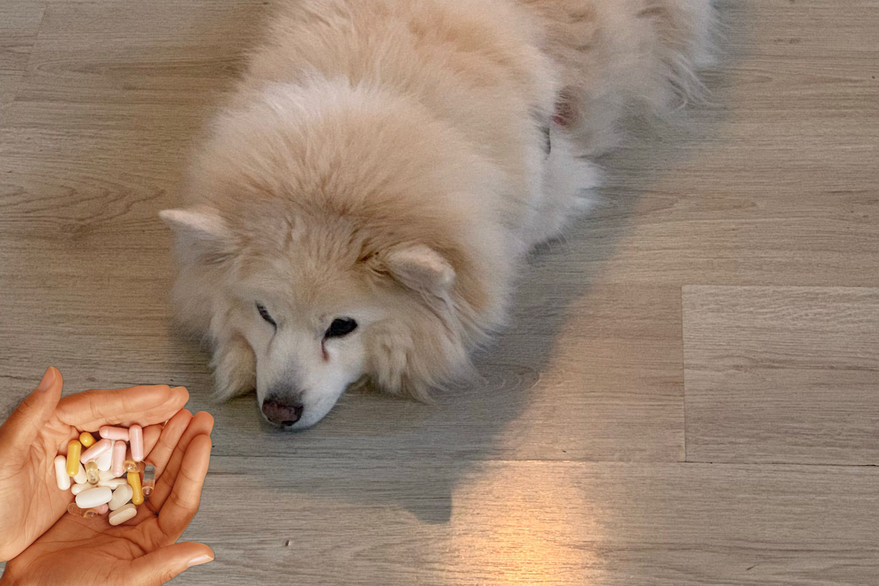 American Eskimo dog receiving medication for arthritis American Eskimo dog receiving medication for arthritis