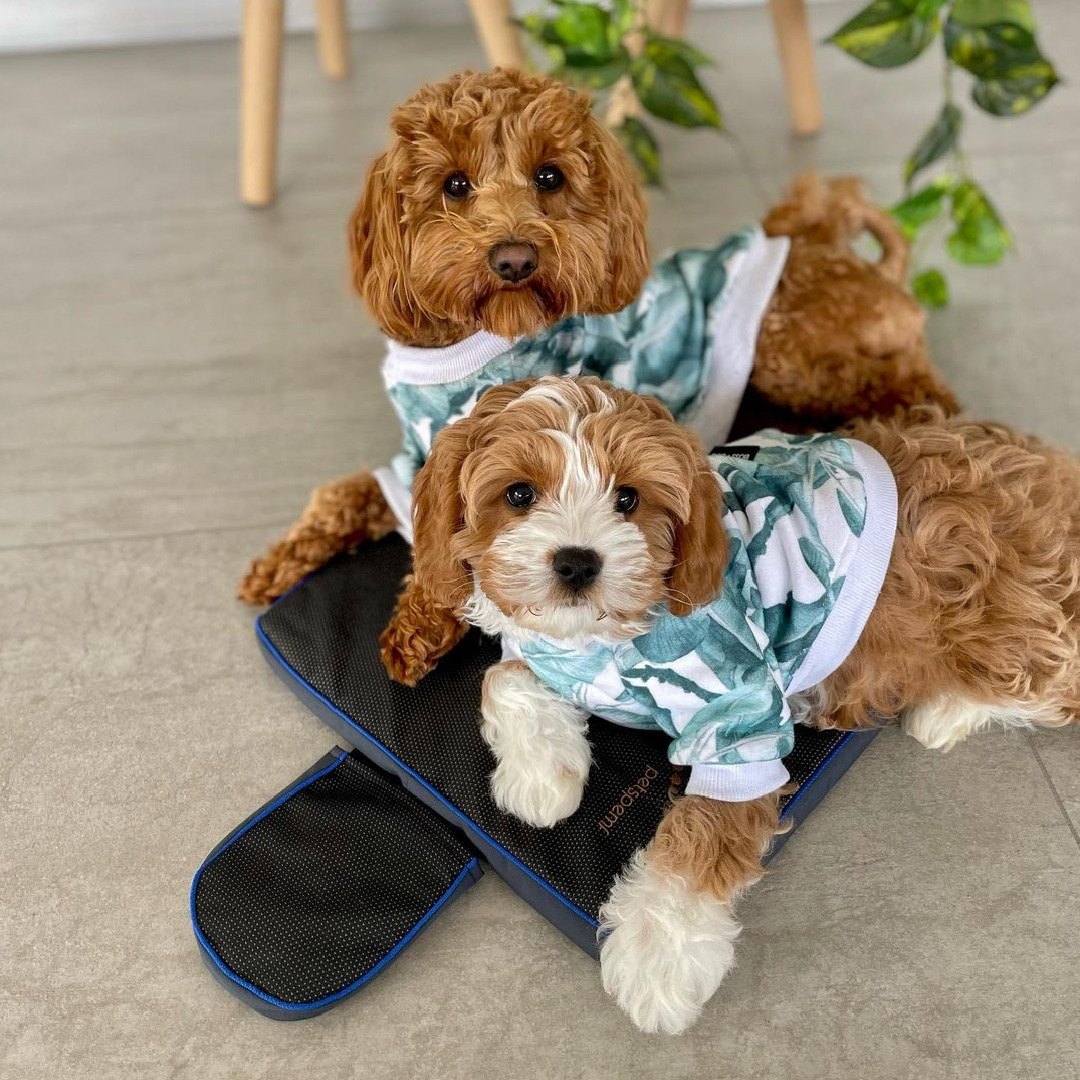 fun-on-petspemf-pad fun-on-petspemf-pad