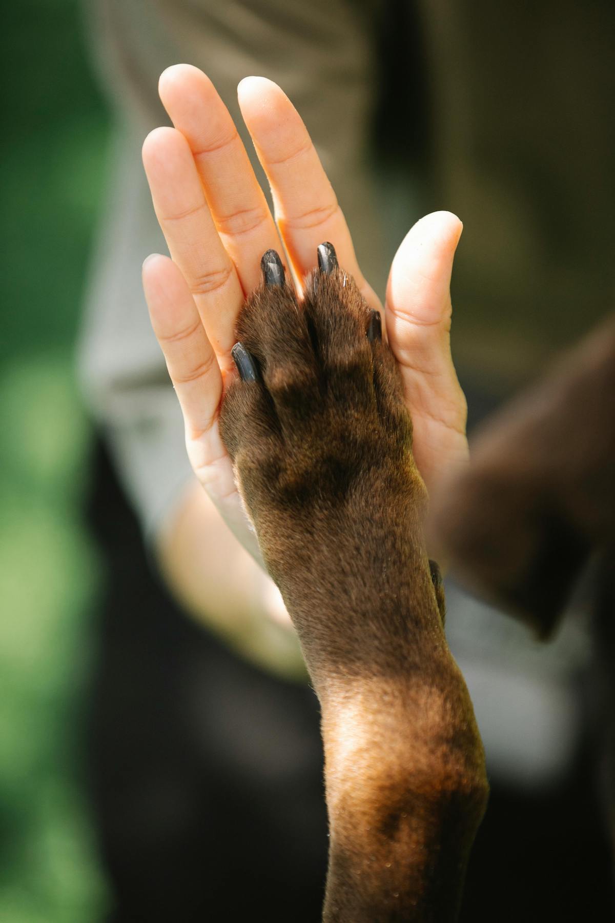 Human hand touching dog’s paw Human hand touching dog’s paw