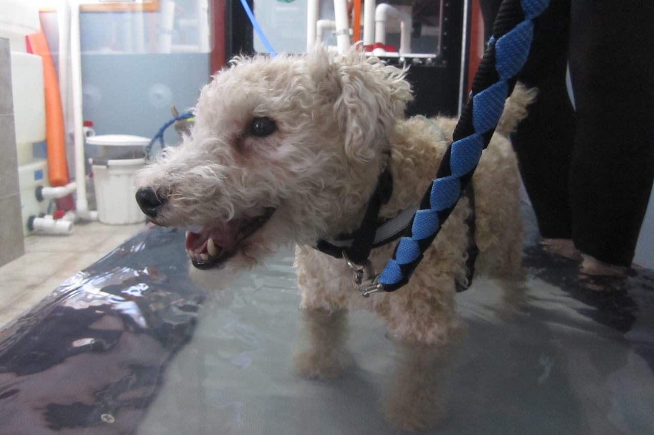 Wirehaired Fox Terrier undergoing hydrotherapy for arthritis Wirehaired Fox Terrier undergoing hydrotherapy for arthritis