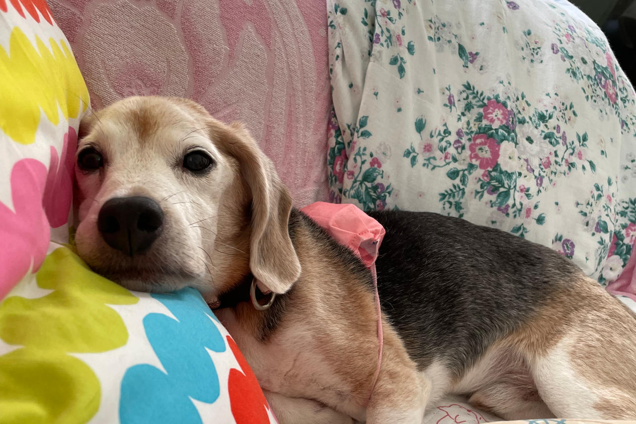 Beagle with arthritis receiving a cold pack treatment Beagle with arthritis receiving a cold pack treatment