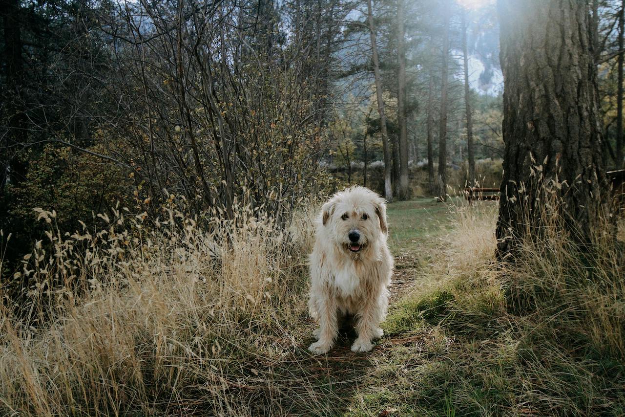 Mioritic Romanian Shepherd dog going for daily therapeutic walk Mioritic Romanian Shepherd dog going for daily therapeutic walk