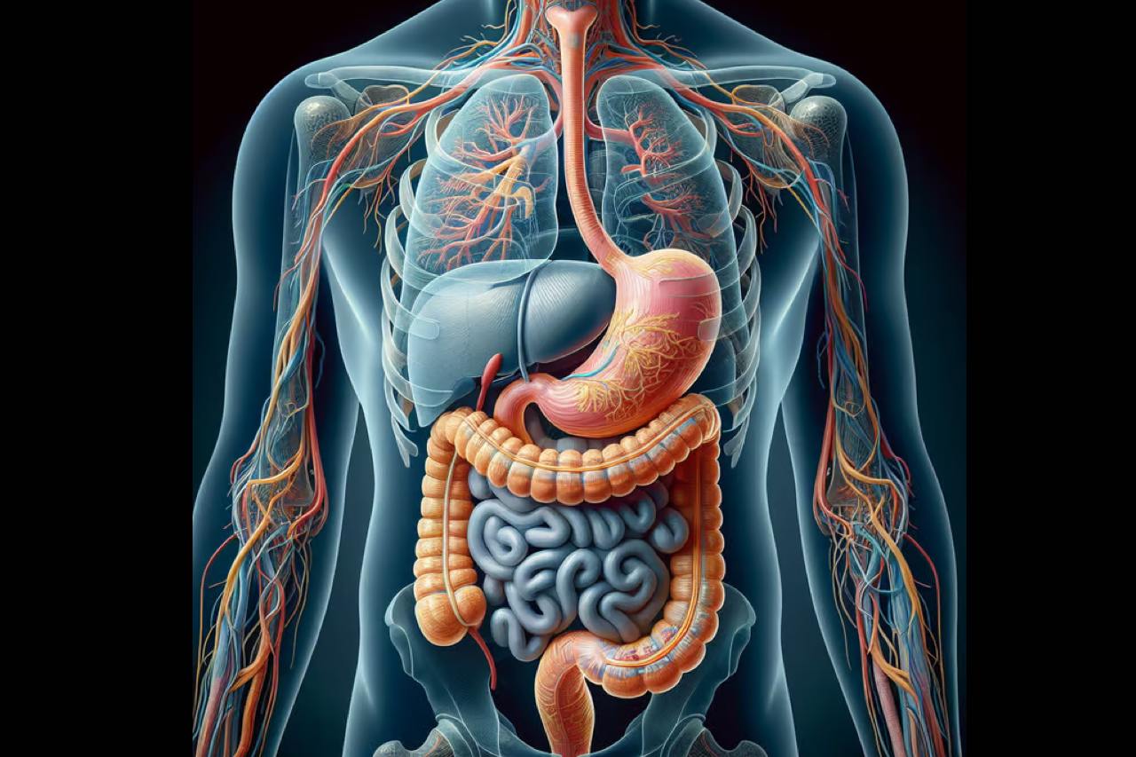 infrared-sauna-for-digestion-and-gut-health infrared-sauna-for-digestion-and-gut-health