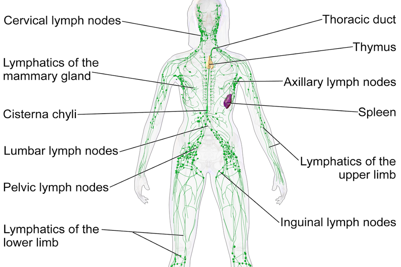 infrared-sauna-lymphatic-system