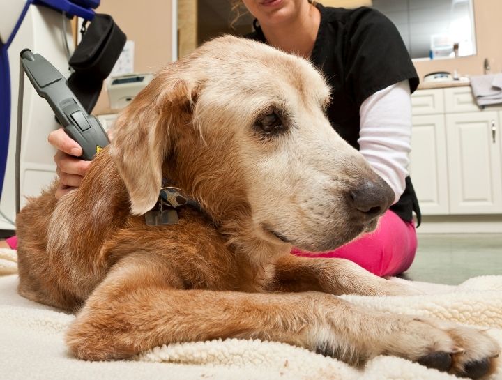 Golden Retriever receiving laser therapy for arthritis Golden Retriever receiving laser therapy for arthritis