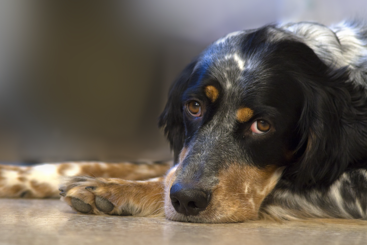 Elderly English Setter with arthritis lying on the floor Elderly English Setter with arthritis lying on the floor