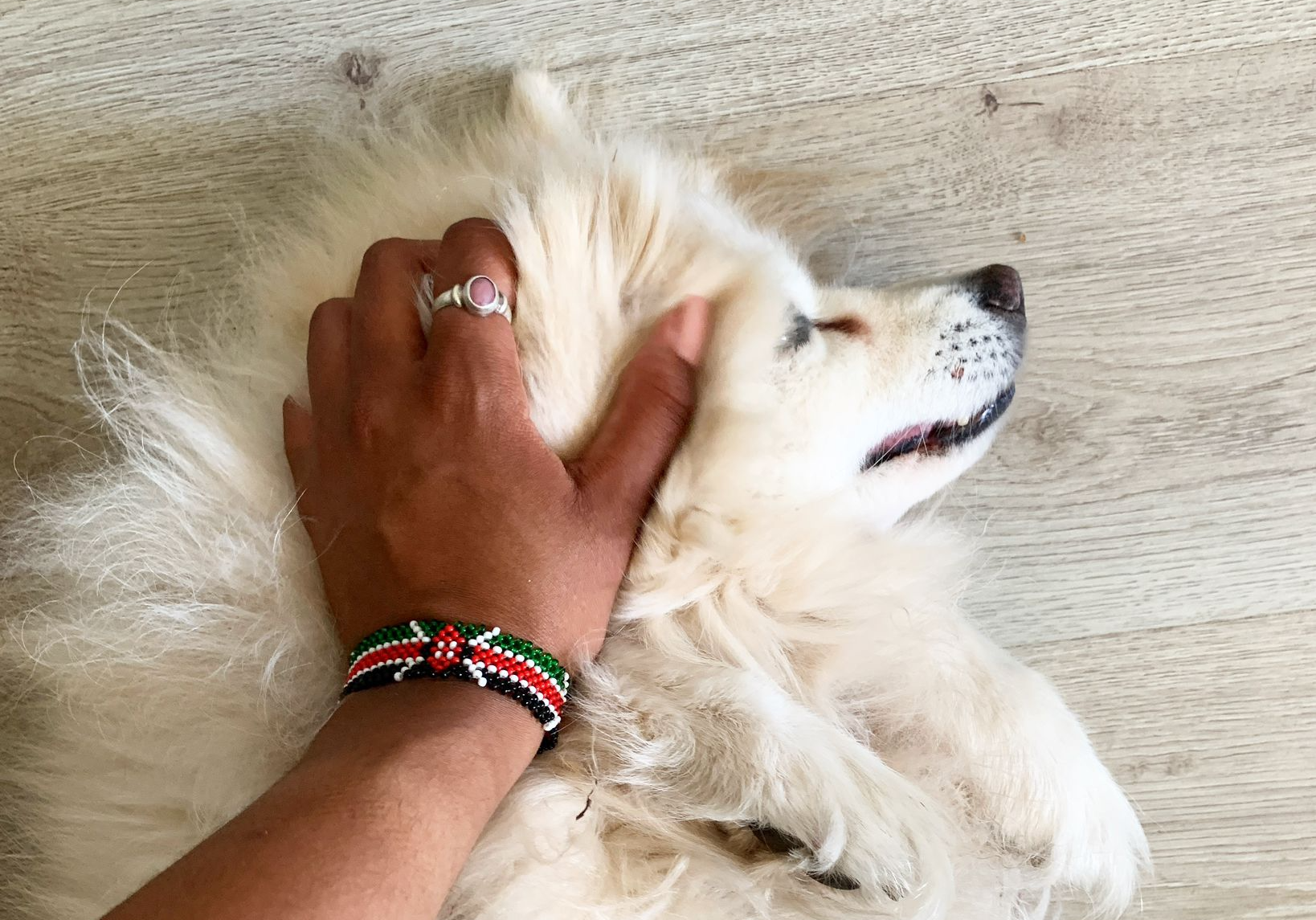 American Eskimo dog with arthritis lying on the floor, being hugged by owner with hand on its head American Eskimo dog with arthritis lying on the floor, being hugged by owner with hand on its head