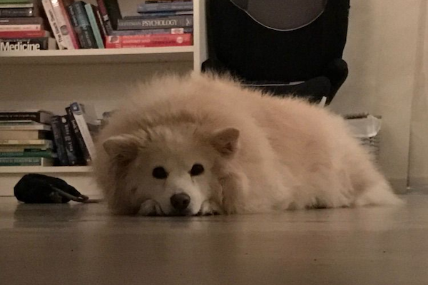 American Eskimo dog showing signs of arthritis American Eskimo dog showing signs of arthritis