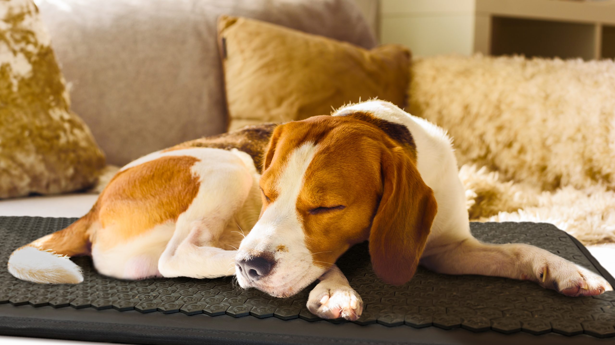Beagle sleeping on PEMF therapy mat Beagle sleeping on PEMF therapy mat