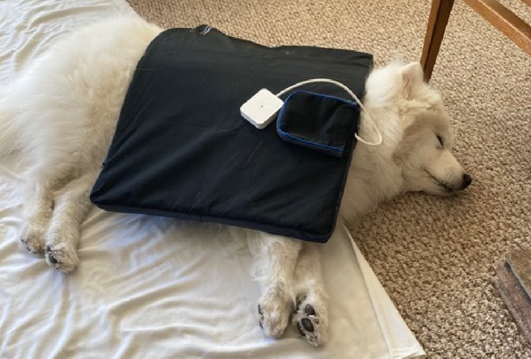 PEMF bed for dogs with stress relief program PEMF bed for dogs with stress relief program