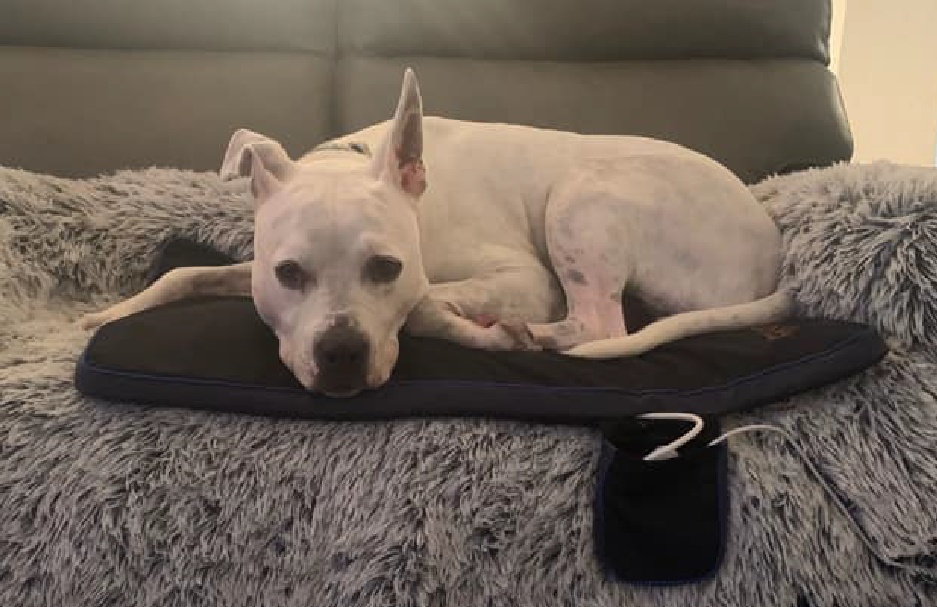 A dog lying on a PetsPEMF pad on a sofa A dog lying on a PetsPEMF pad on a sofa