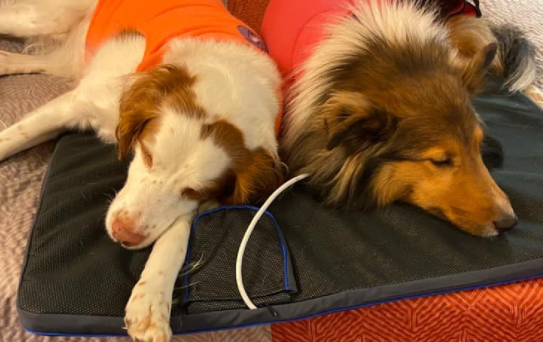Two dogs on one PetsPEMF pad Large Two dogs on one PetsPEMF pad Large
