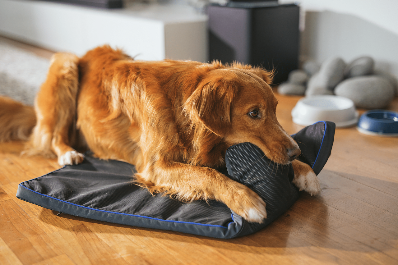 pemfpets-pet-proof.png pemfpets-pet-proof.png