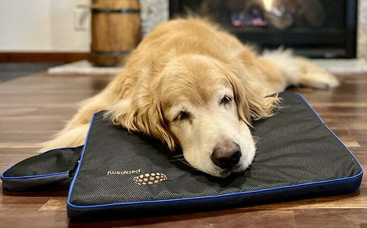 A dog resting with its head on a small PetsPEMF pad A dog resting with its head on a small PetsPEMF pad