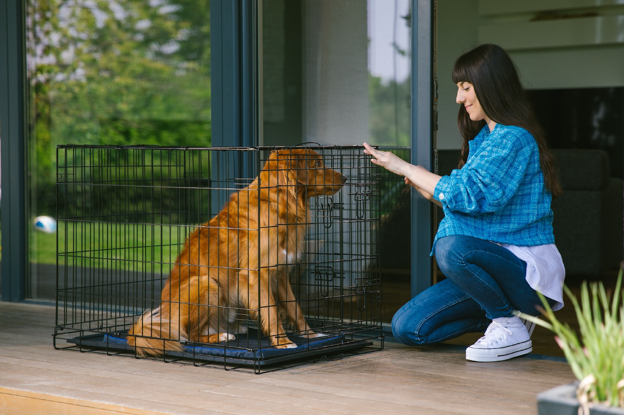 A dog in his bench on a PetsPEMF Pad Large A dog in his bench on a PetsPEMF Pad Large