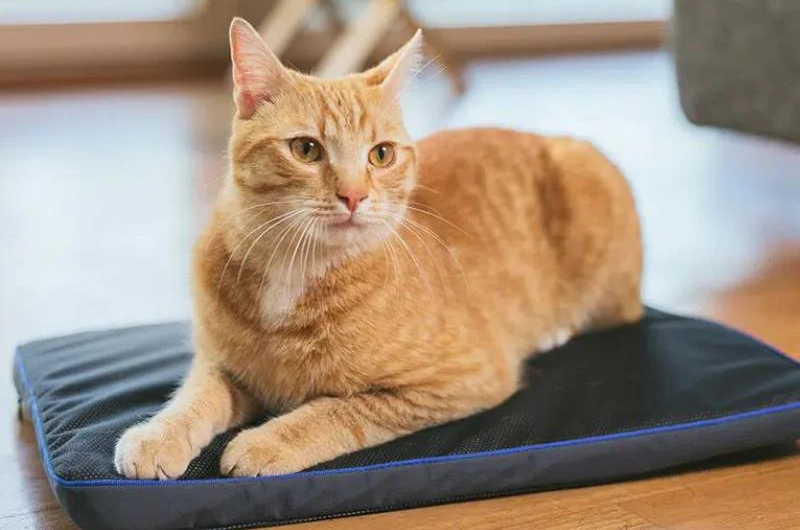 Cat resting on a PetsPEMF pad petspemf-for-cats