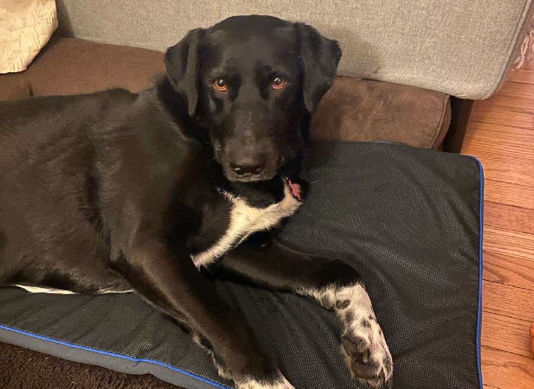 A dog luying on a large PetsPEMF pad on the floor A dog luying on a large PetsPEMF pad on the floor