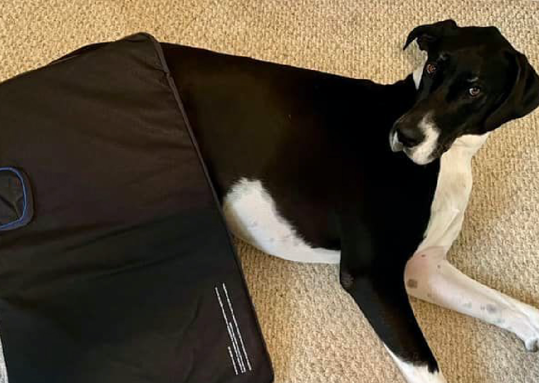 Dog lying under a PetsPEMF mat for arthritis relief and comfort Dog lying under a PetsPEMF mat for arthritis relief and comfort