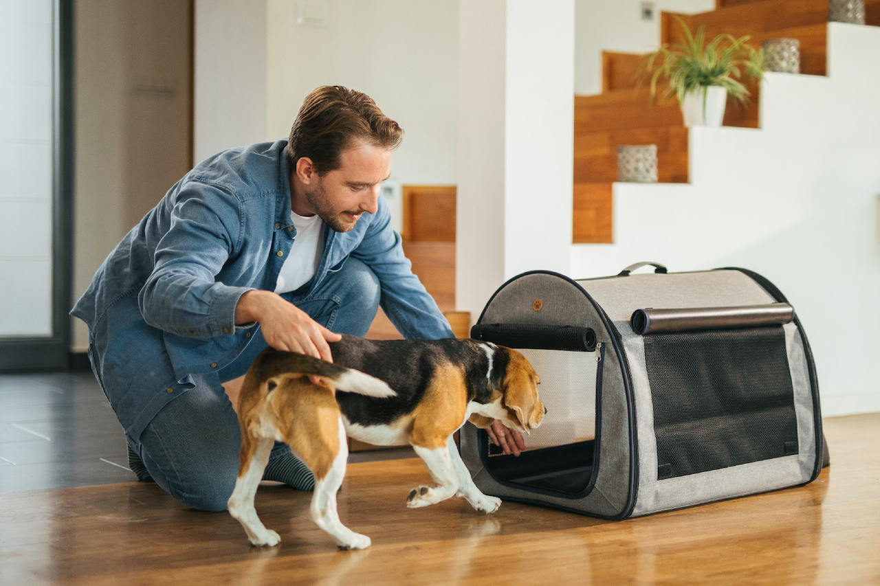 PetsPEMF pad being carried, highlighting its portability for use anywhere PetsPEMF pad being carried, highlighting its portability for use anywhere