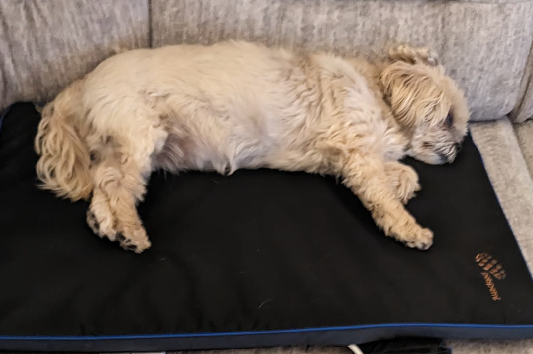 A small dog resting on a small PetsPEMF Pad A small dog resting on a small PetsPEMF Pad