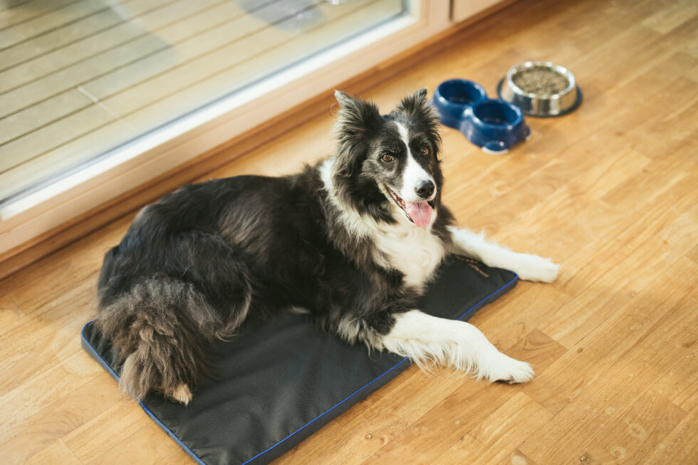 Border Collie on a Pets PEMF therapy pad Border Collie on a Pets PEMF therapy pad
