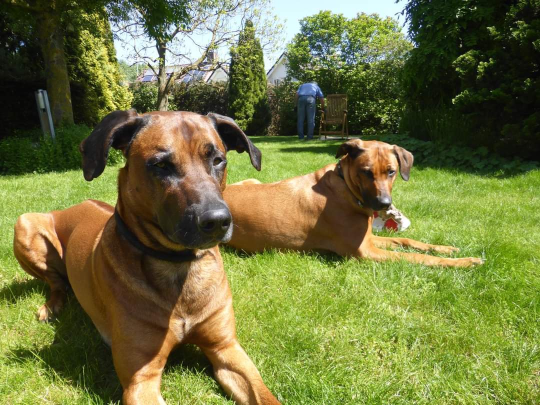 Rhodesian-German mix dog Sonny with arthritis and Nicky lying on the grass Rhodesian-German mix dog Sonny with arthritis and Nicky lying on the grass