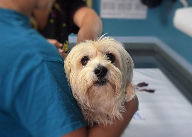 Dog undergoing stem cell therapy for arthritis Dog undergoing stem cell therapy for arthritis
