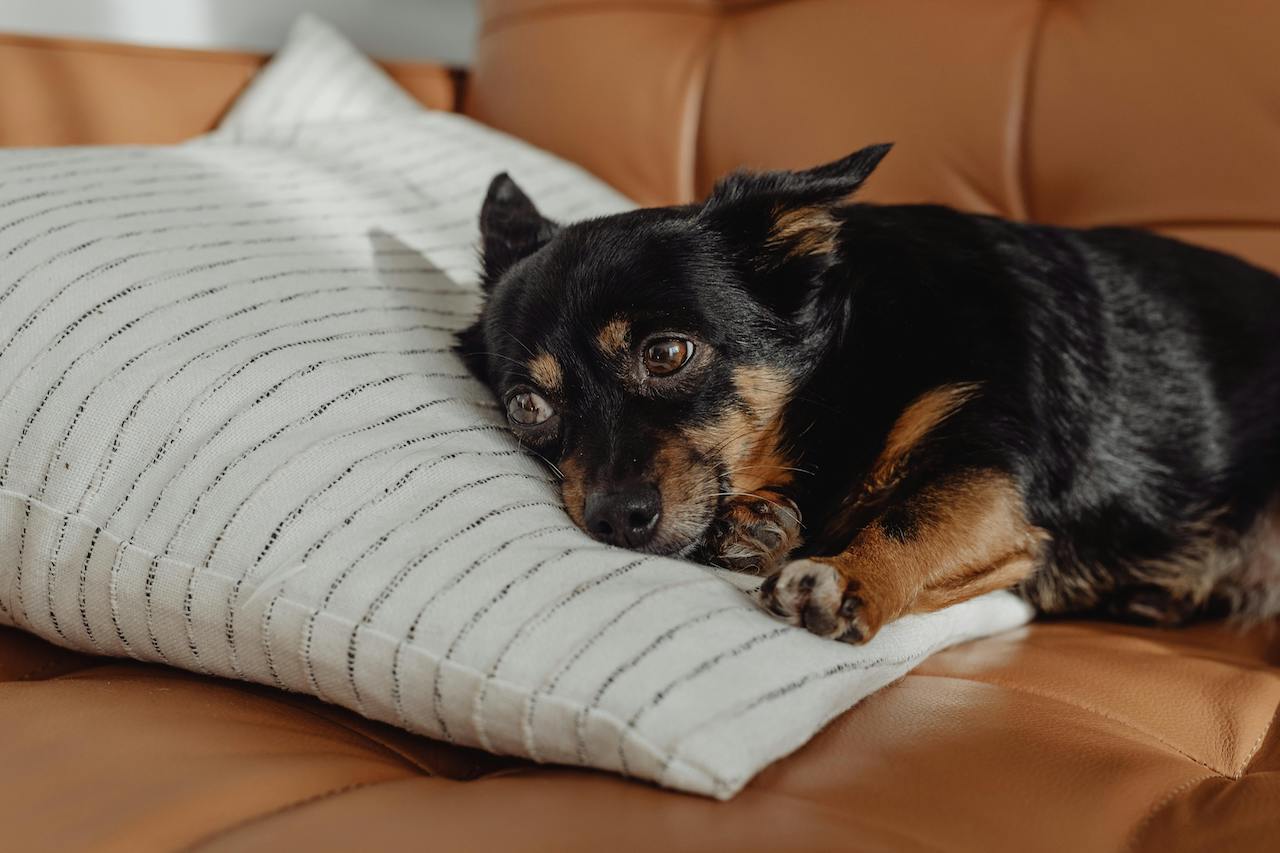 Dog showing symptoms of arthritis with increased sleeping and lethargy Dog showing symptoms of arthritis with increased sleeping and lethargy