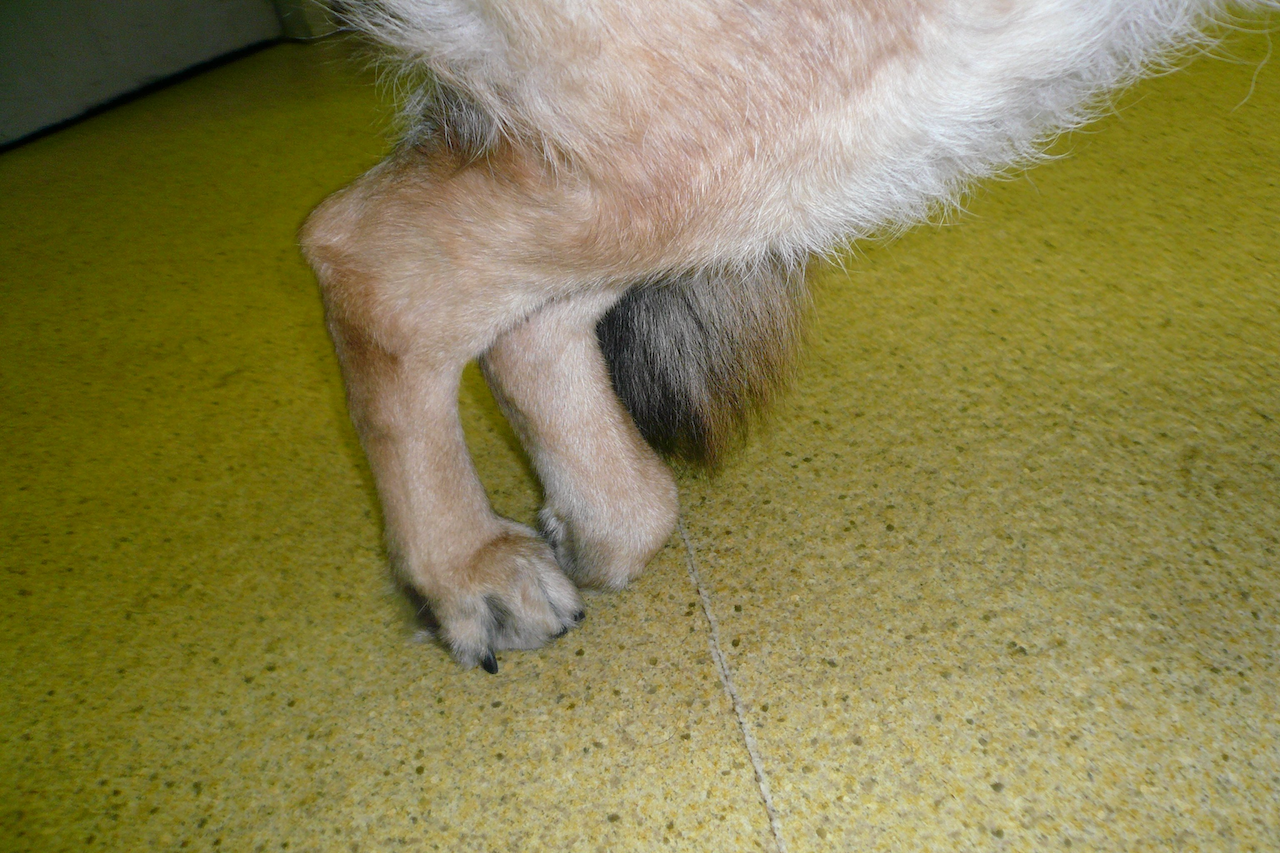 Leg of a dog showing signs of arthritis Leg of a dog showing signs of arthritis