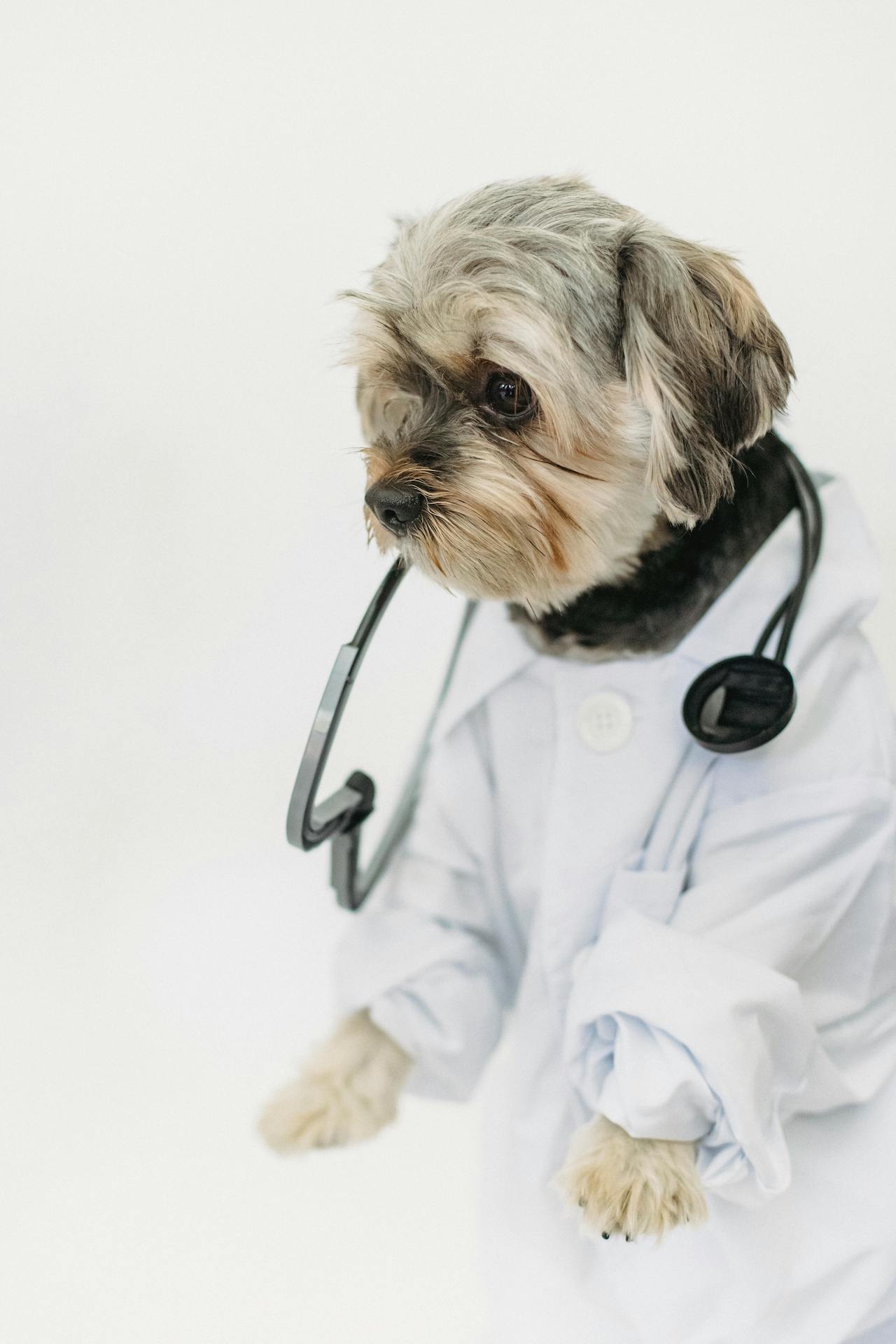 Morkie dog dressed in doctor clothing Morkie dog dressed in doctor clothing