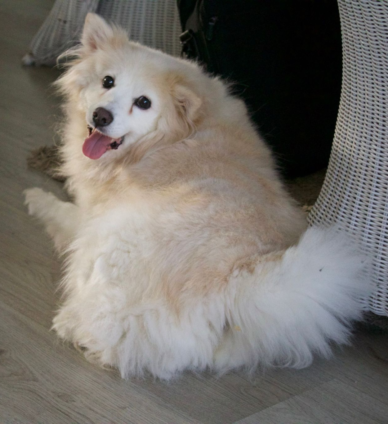 American Eskimo Tyke with arthritis lying on the floor inside the house, showing signs of limping and avoiding stairs American Eskimo Tyke with arthritis lying on the floor inside the house, showing signs of limping and avoiding stairs
