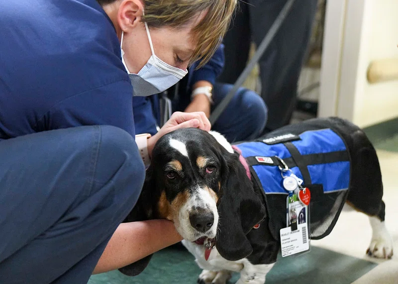 Basset Hound receiving TENS therapy for arthritis Basset Hound receiving TENS therapy for arthritis