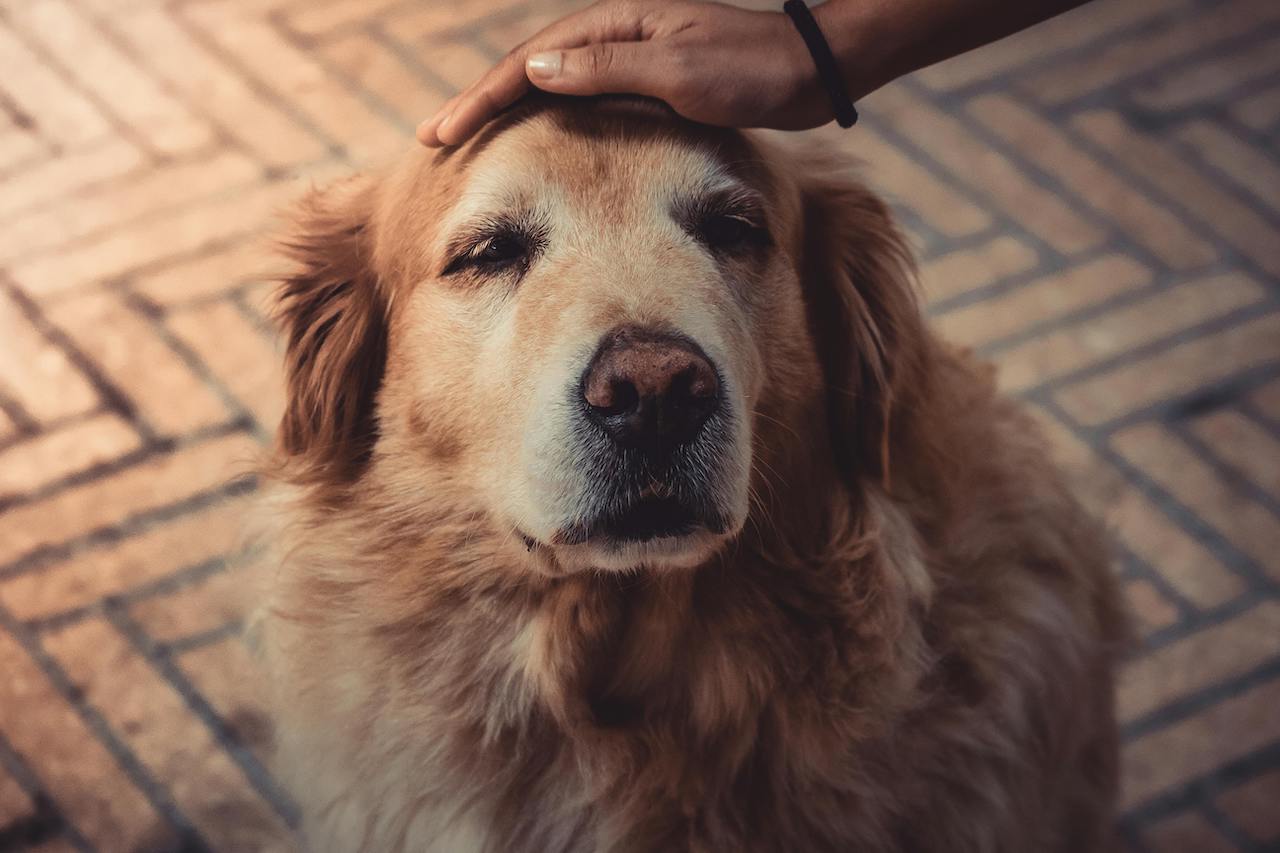 Elderly dog with arthritis standing outside Elderly dog with arthritis standing outside