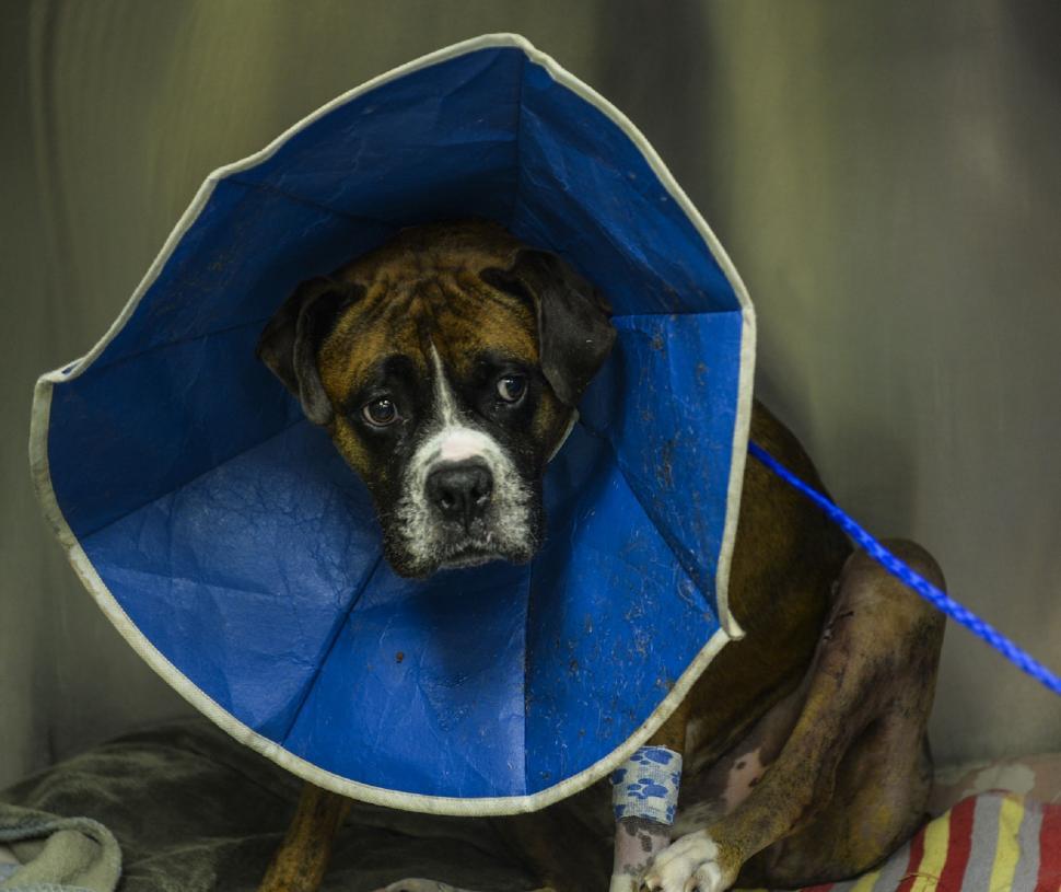 dog undergoing wound healing with PEMF therapy dog undergoing wound healing with PEMF therapy