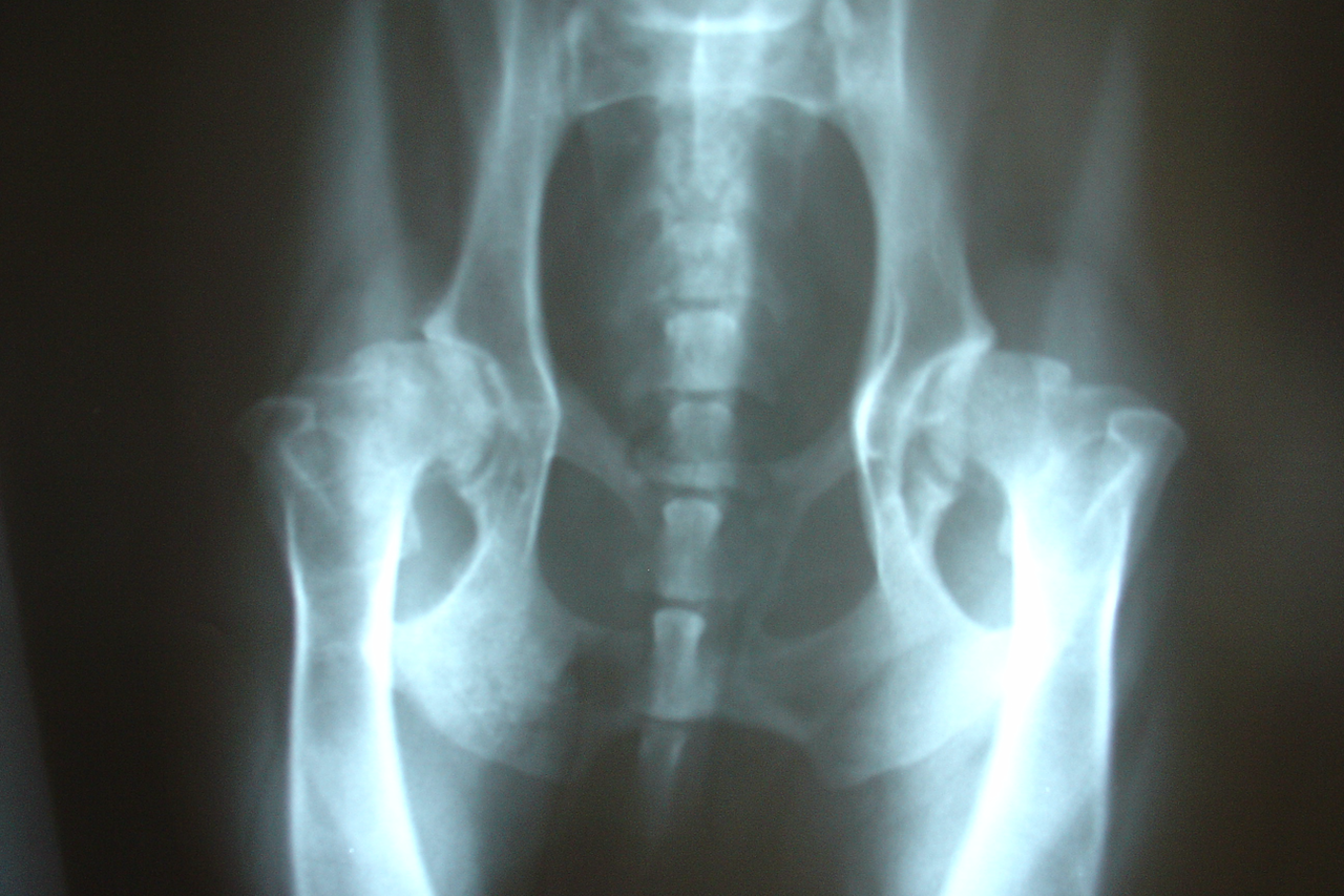 X-ray image showing arthritis in a dog’s joint X-ray image showing arthritis in a dog’s joint