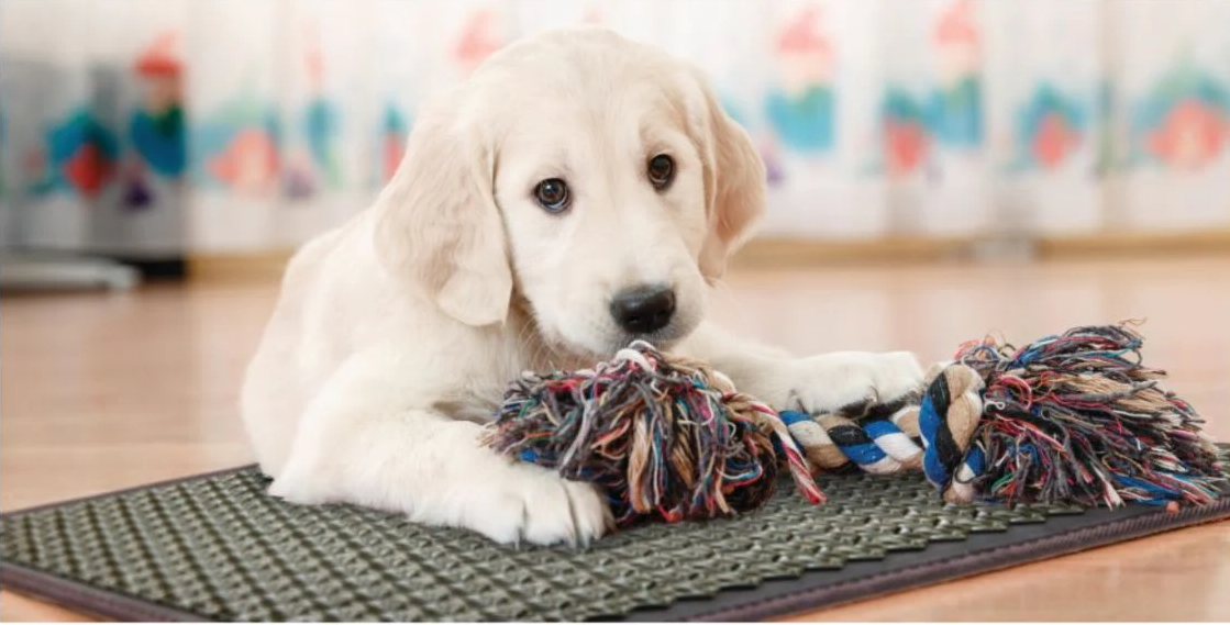 young-dog-on-pemf-therapy-mat